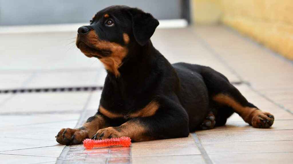 qual a melhor ração para filhote de rottweiler