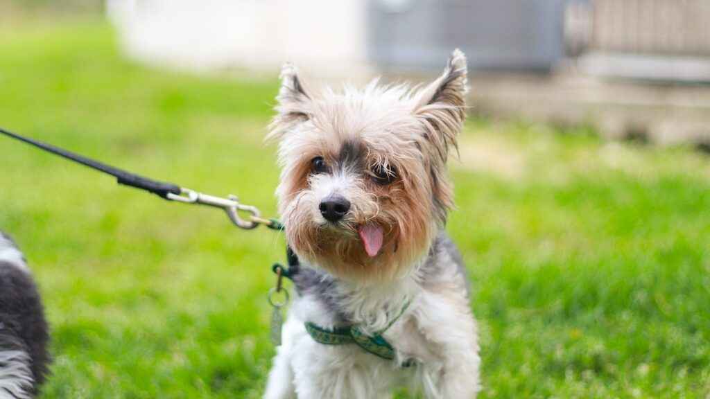 Exercícios Divertidos para Pets