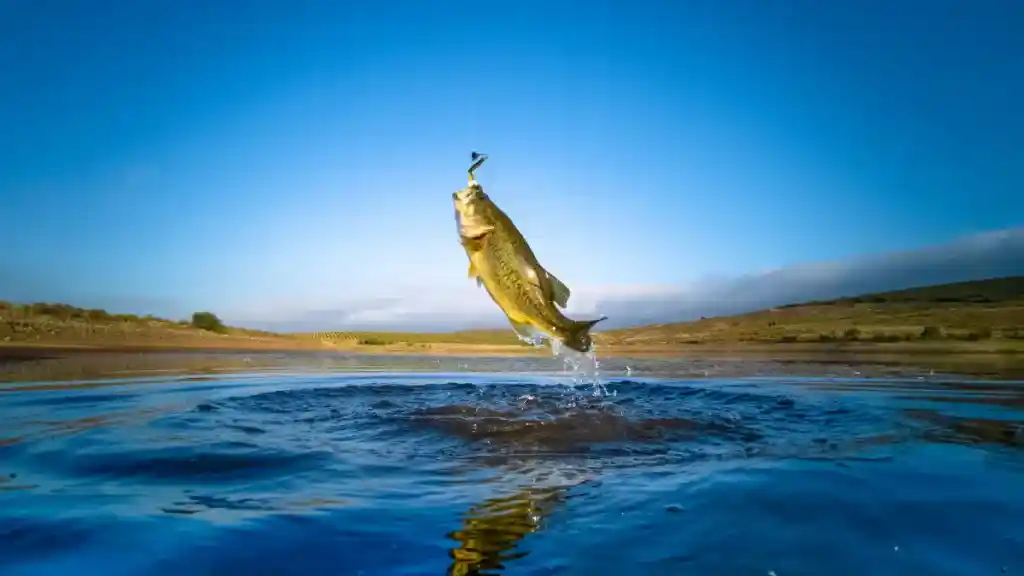 É verdade que peixe não sente dor