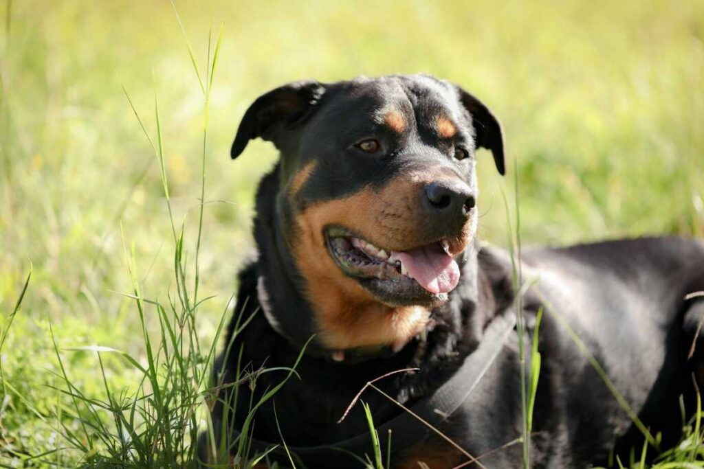 Como garantir qualidade de vida para cães de grande porte